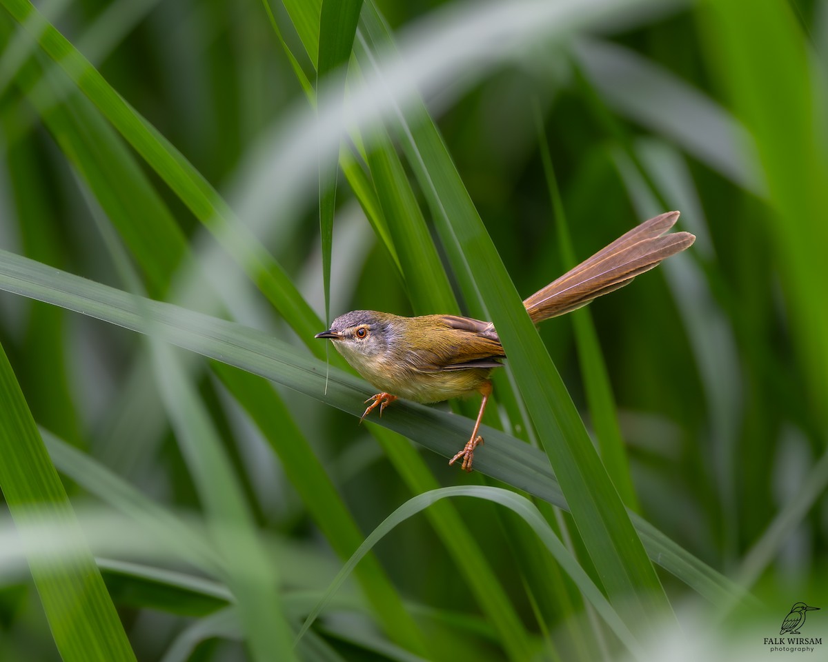 アオハウチワドリ - ML647820954