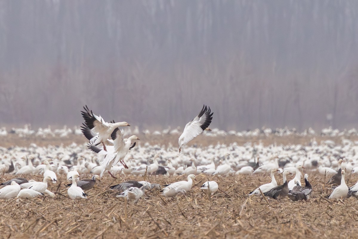 ハクガン - ML647820955