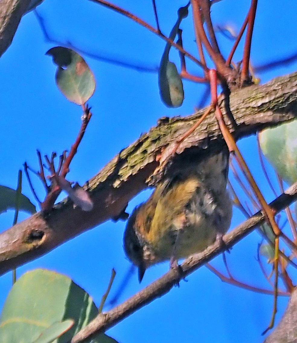 ムナフトゲハシムシクイ - ML647820956