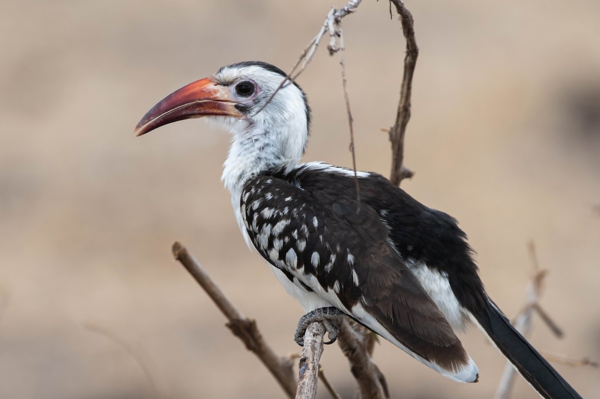 アカハシコサイチョウ - ML647820957