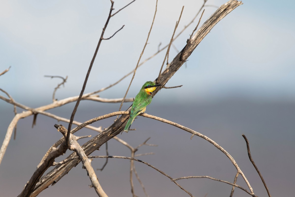 ヒメハチクイ - ML647820958