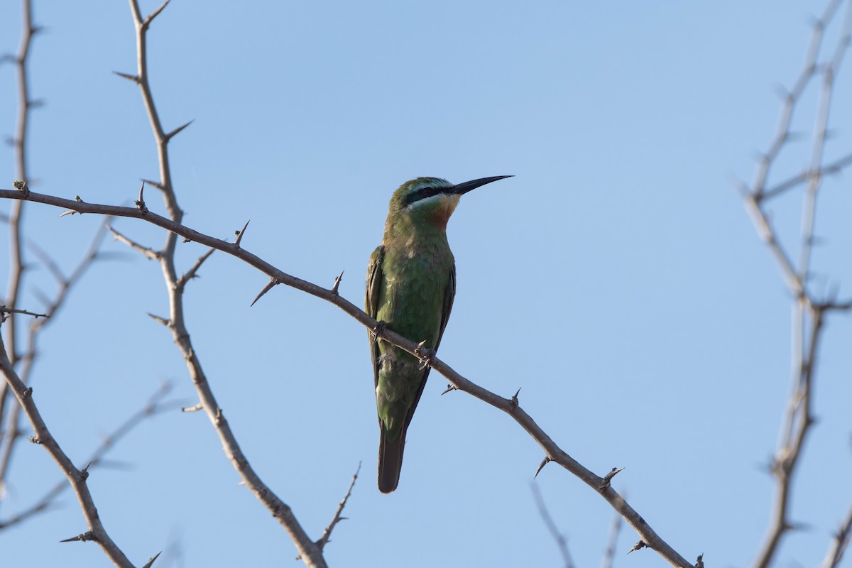 ルリホオハチクイ - ML647820959