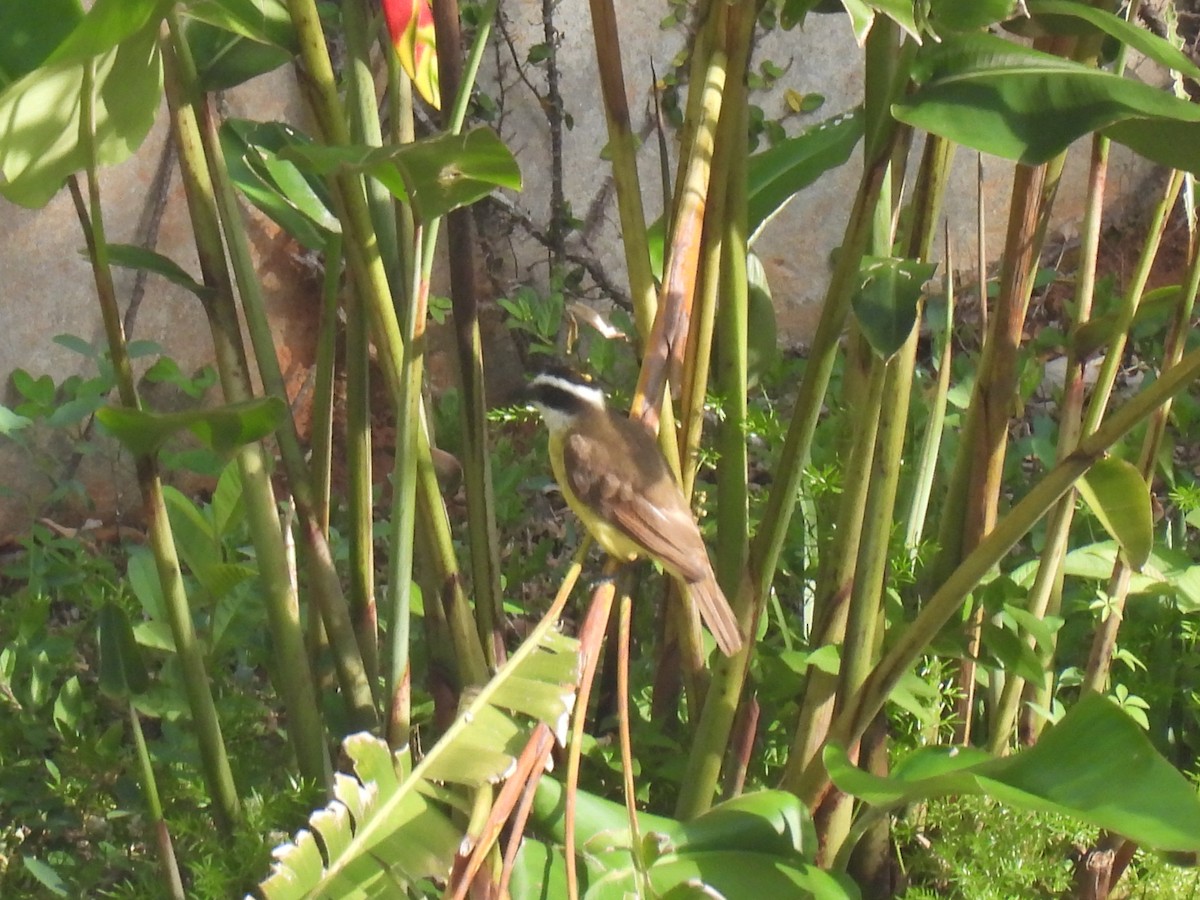 キバラオオタイランチョウ - ML647820960