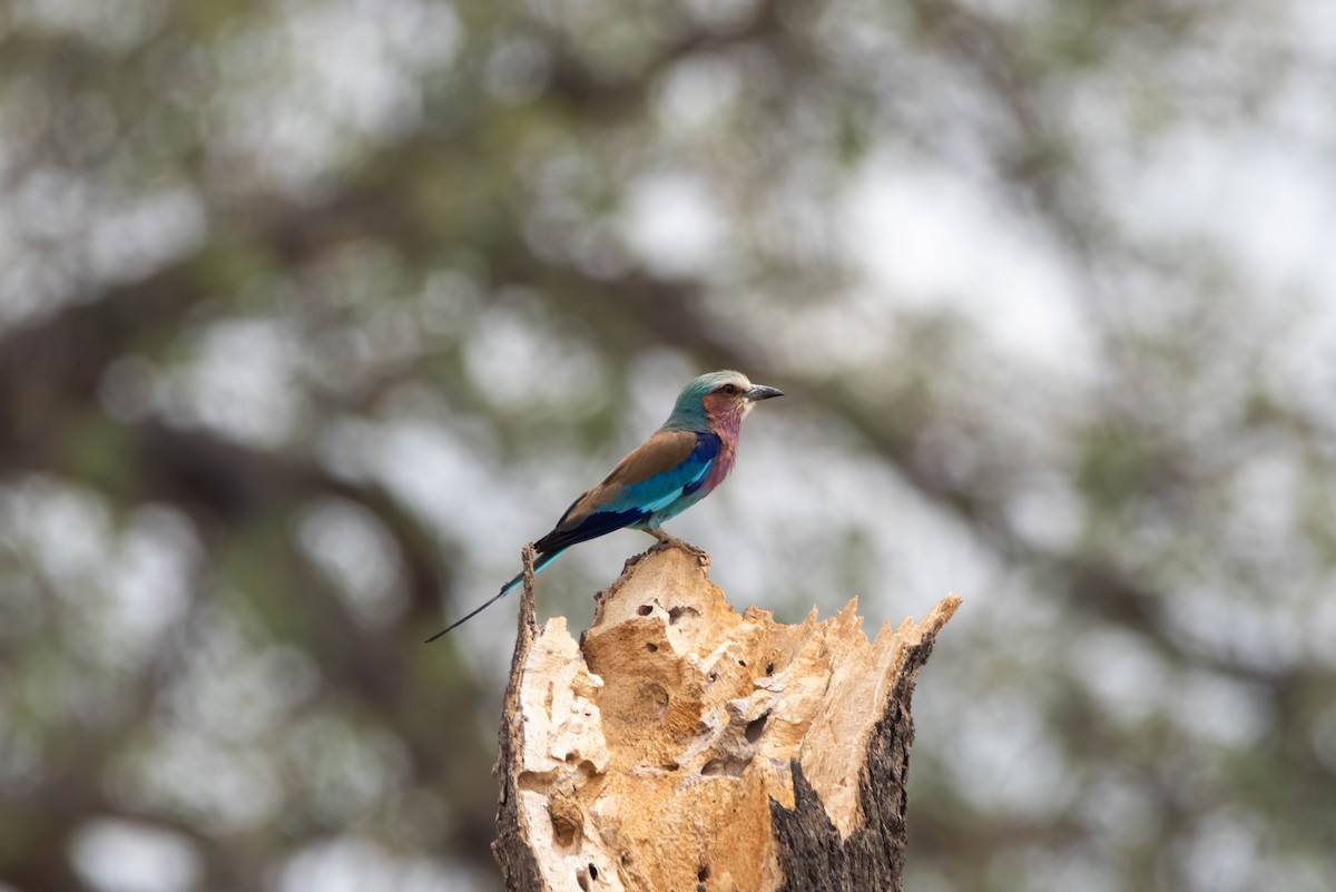 ライラックニシブッポウソウ - ML647820961