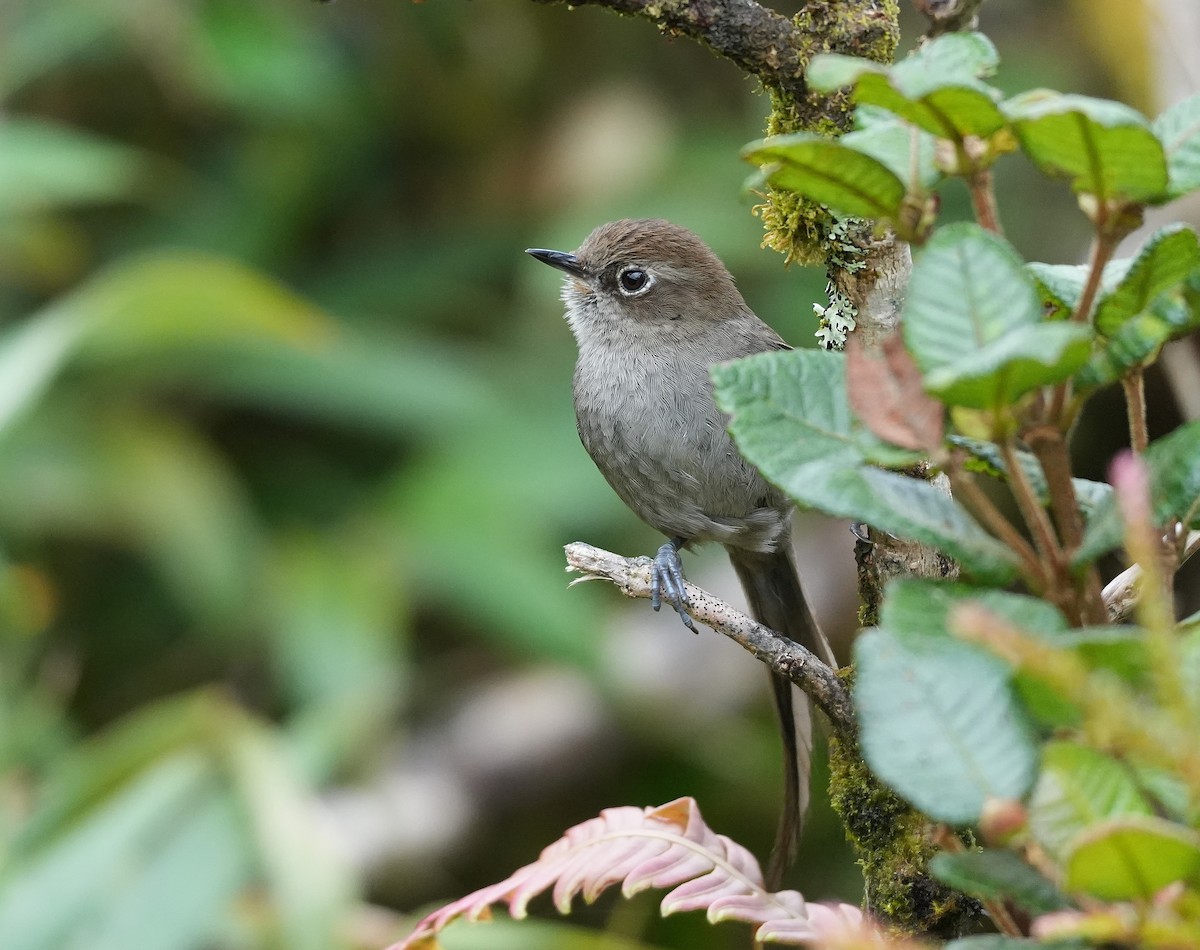 ネズミトゲオカマドドリ - ML647820966