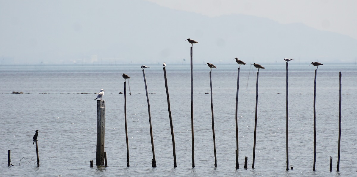 チュウシャクシギ - ML647820967