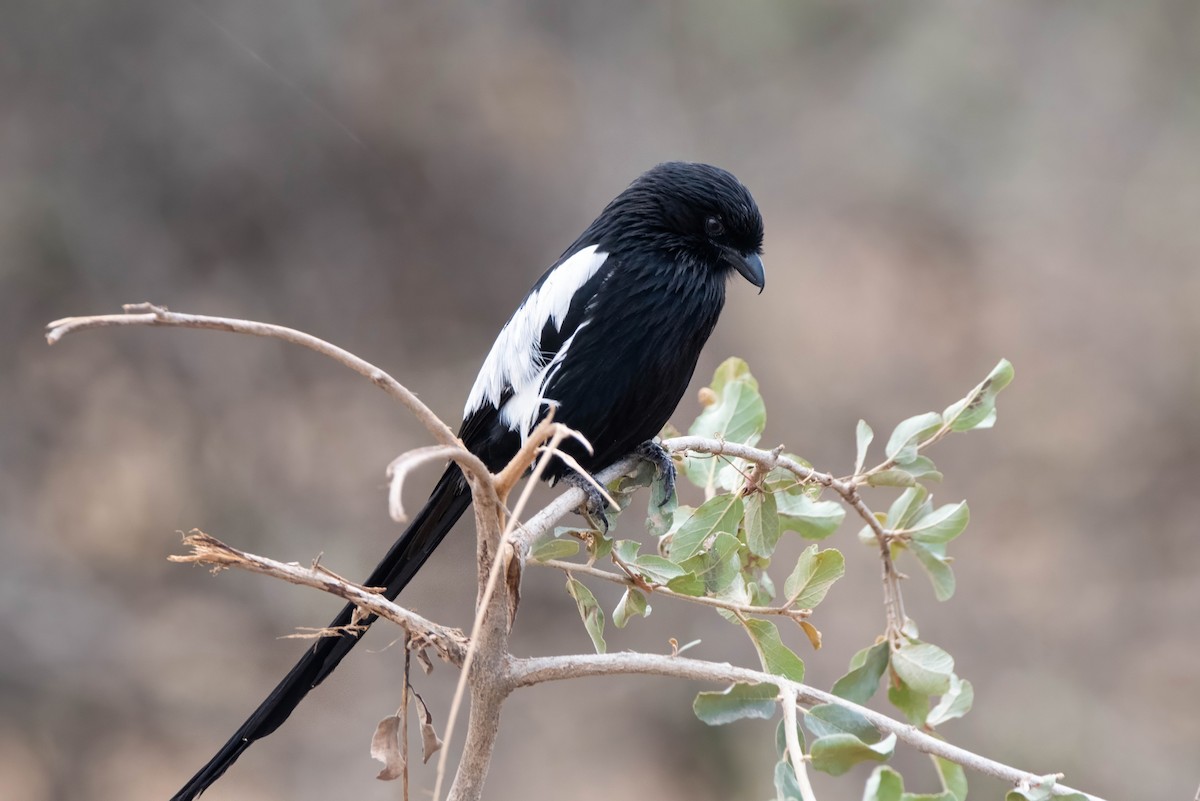 シロクロオナガモズ - ML647820968