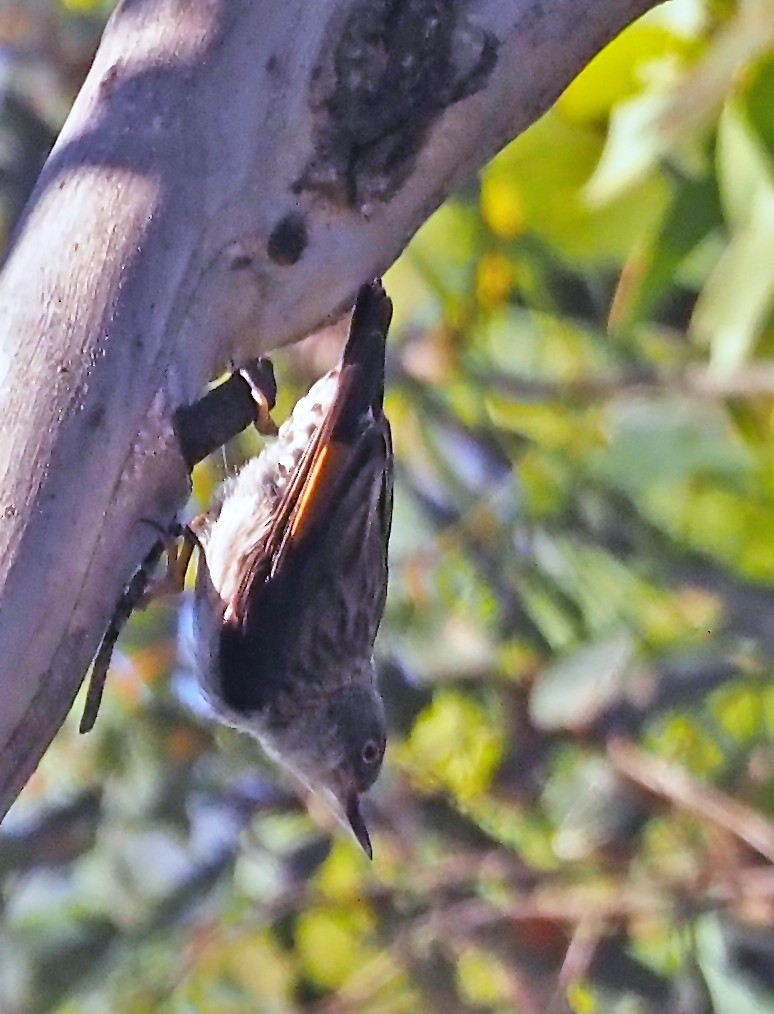 オーストラリアゴジュウカラ - ML647820969