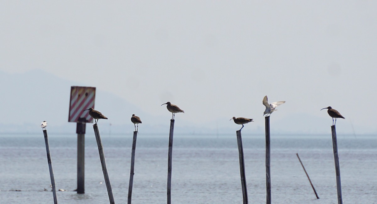 チュウシャクシギ - ML647820970