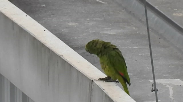 コミドリコンゴウインコ - ML647820972