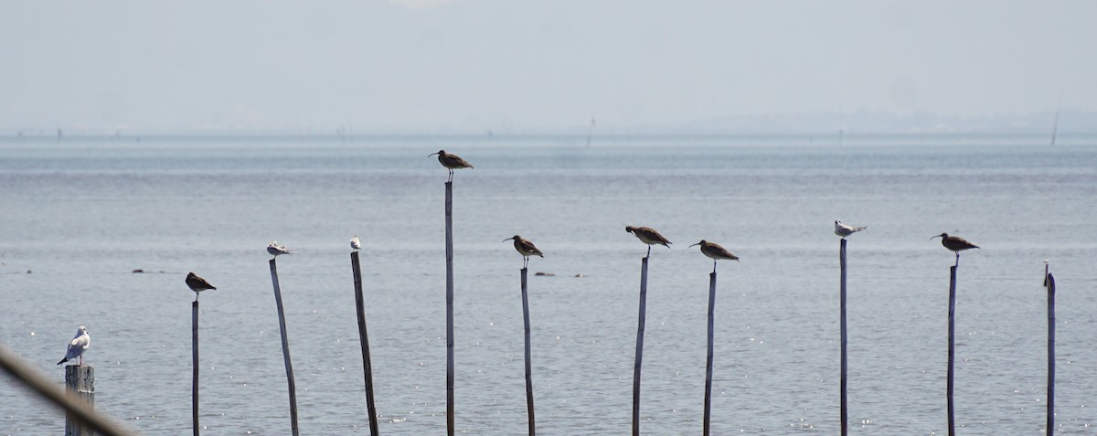 チュウシャクシギ - ML647820973