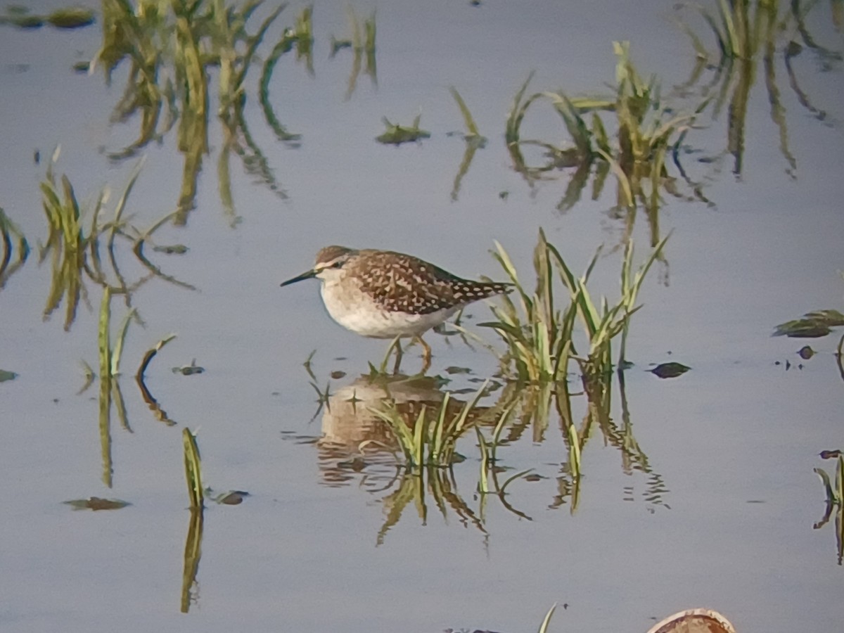 タカブシギ - ML647820974