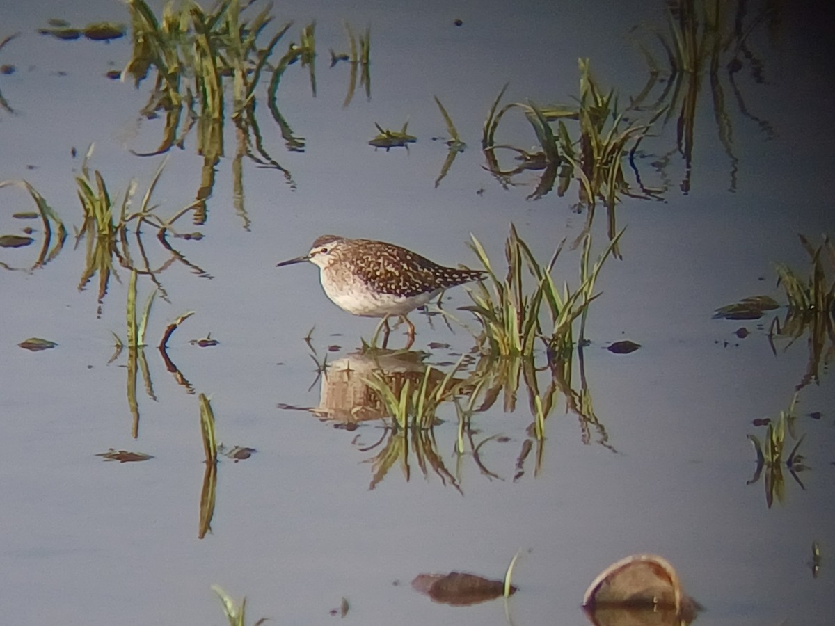 タカブシギ - ML647820975