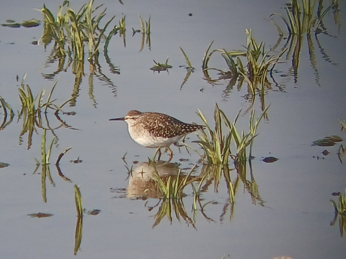 タカブシギ - ML647820976