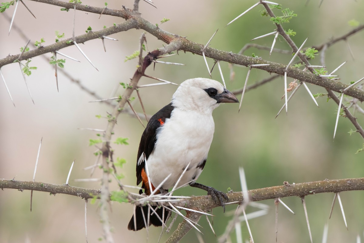 シロガシラウシハタオリ - ML647820977