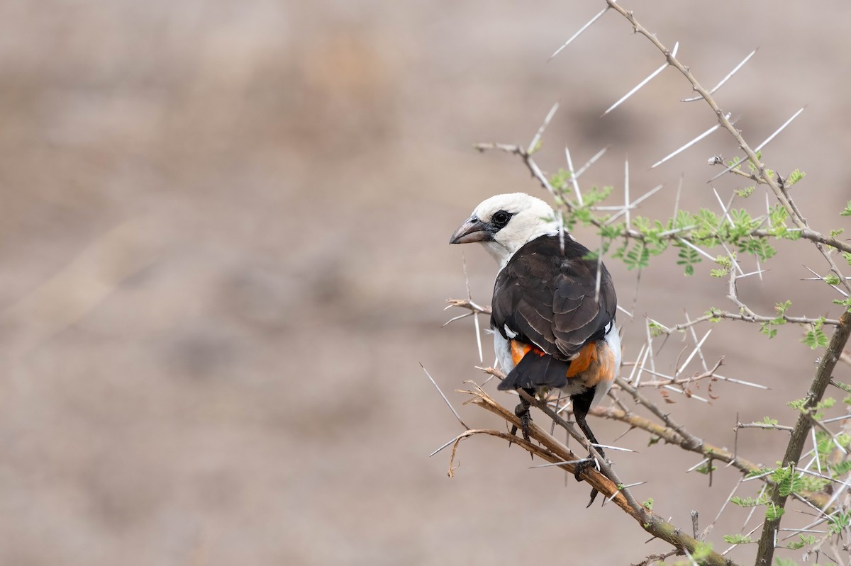 シロガシラウシハタオリ - ML647820978