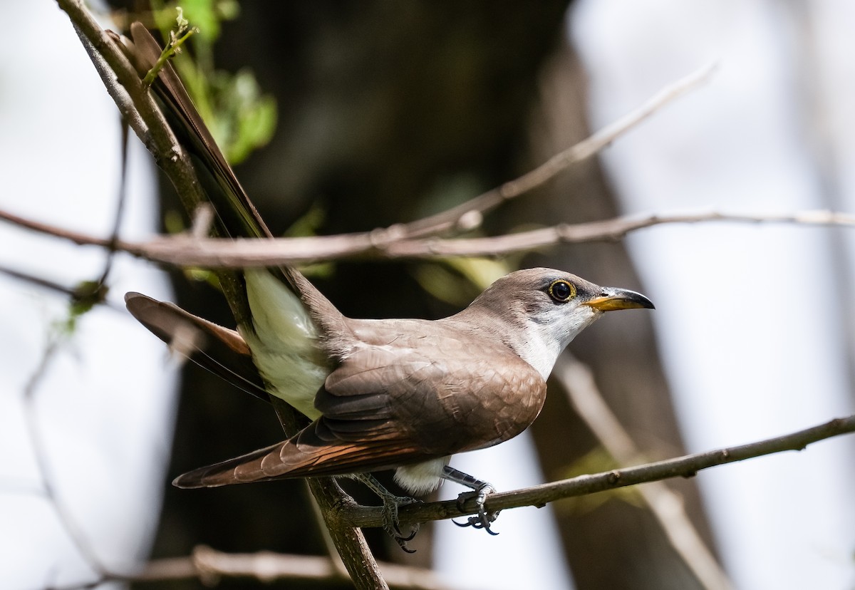 キバシカッコウ - ML647820980