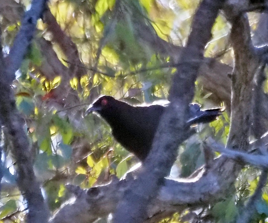 オオツチスドリ - ML647820982