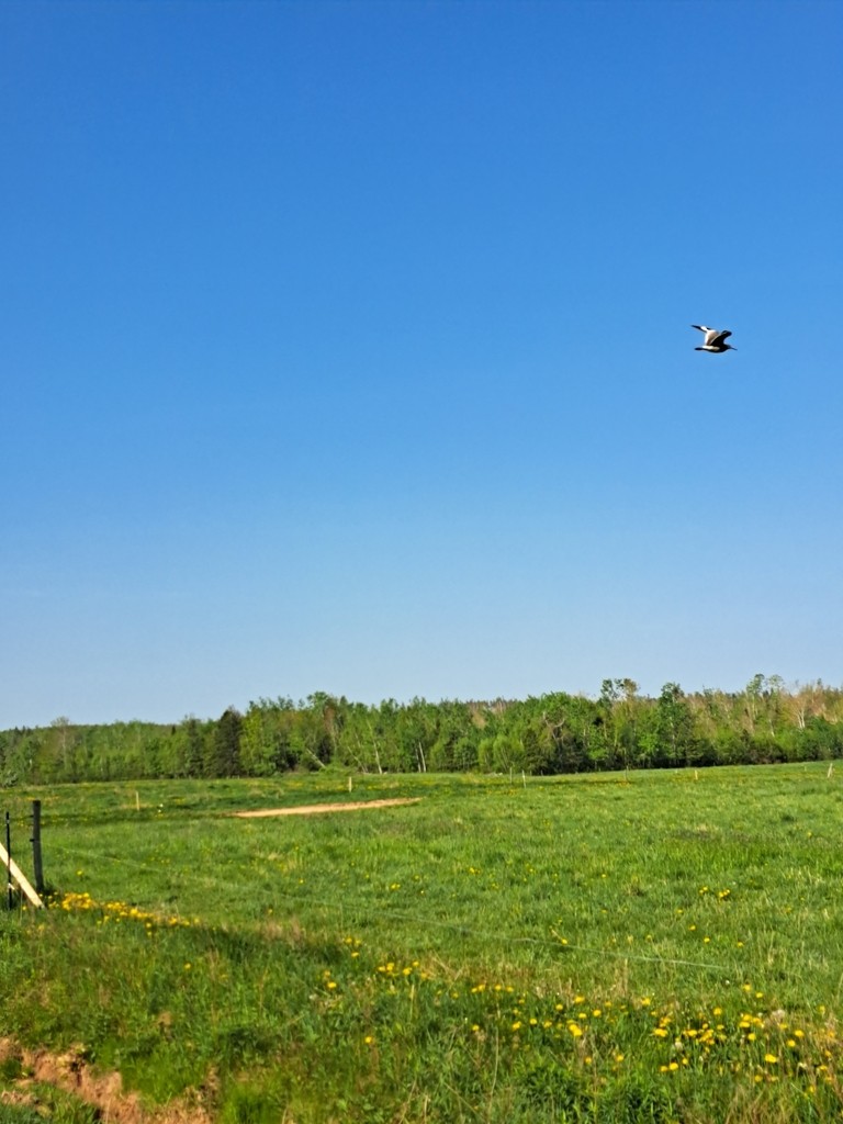 ハジロオオシギ - ML647820983