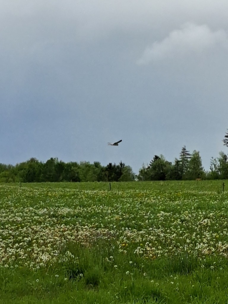 moták severoamerický - ML647820985