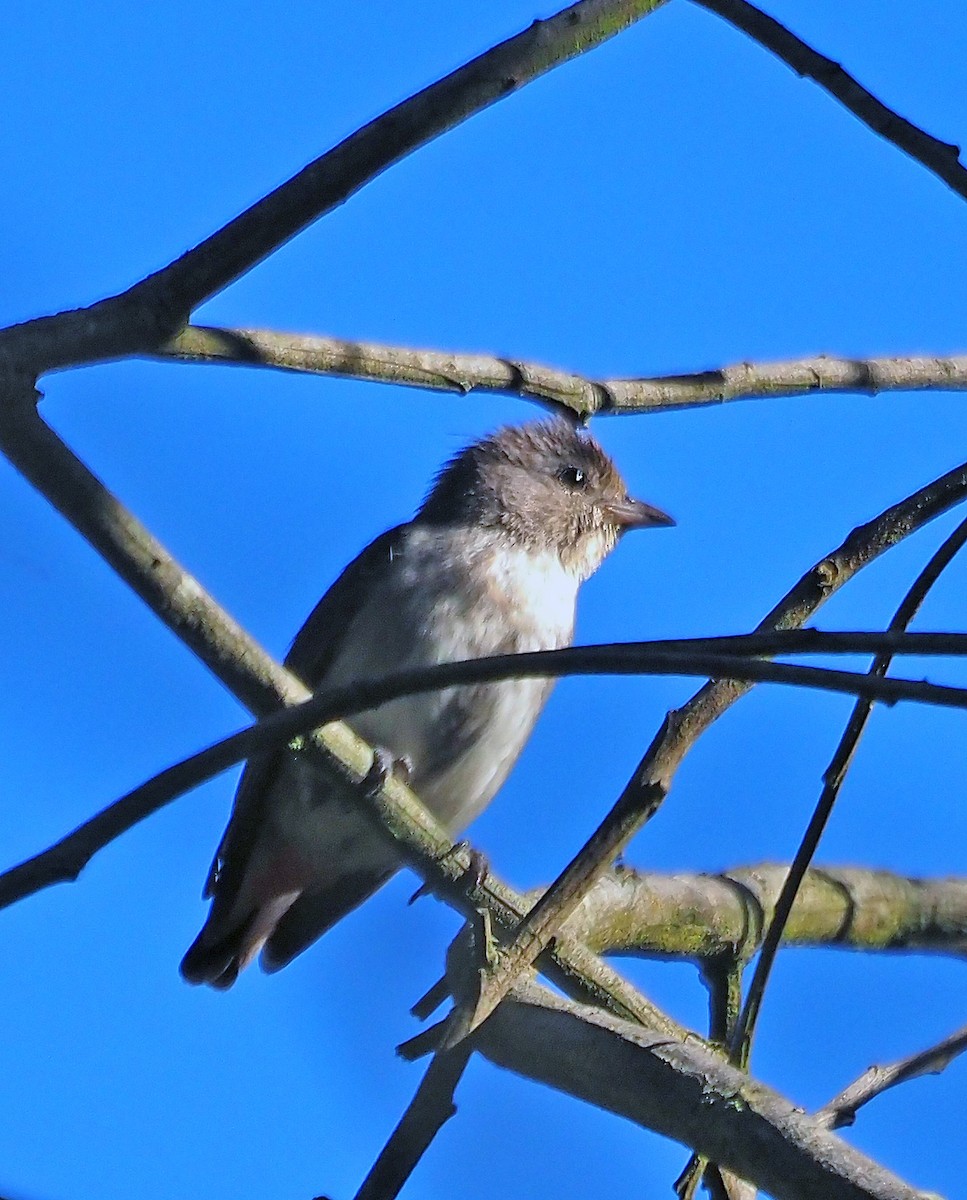 ヤドリギハナドリ - ML647820987