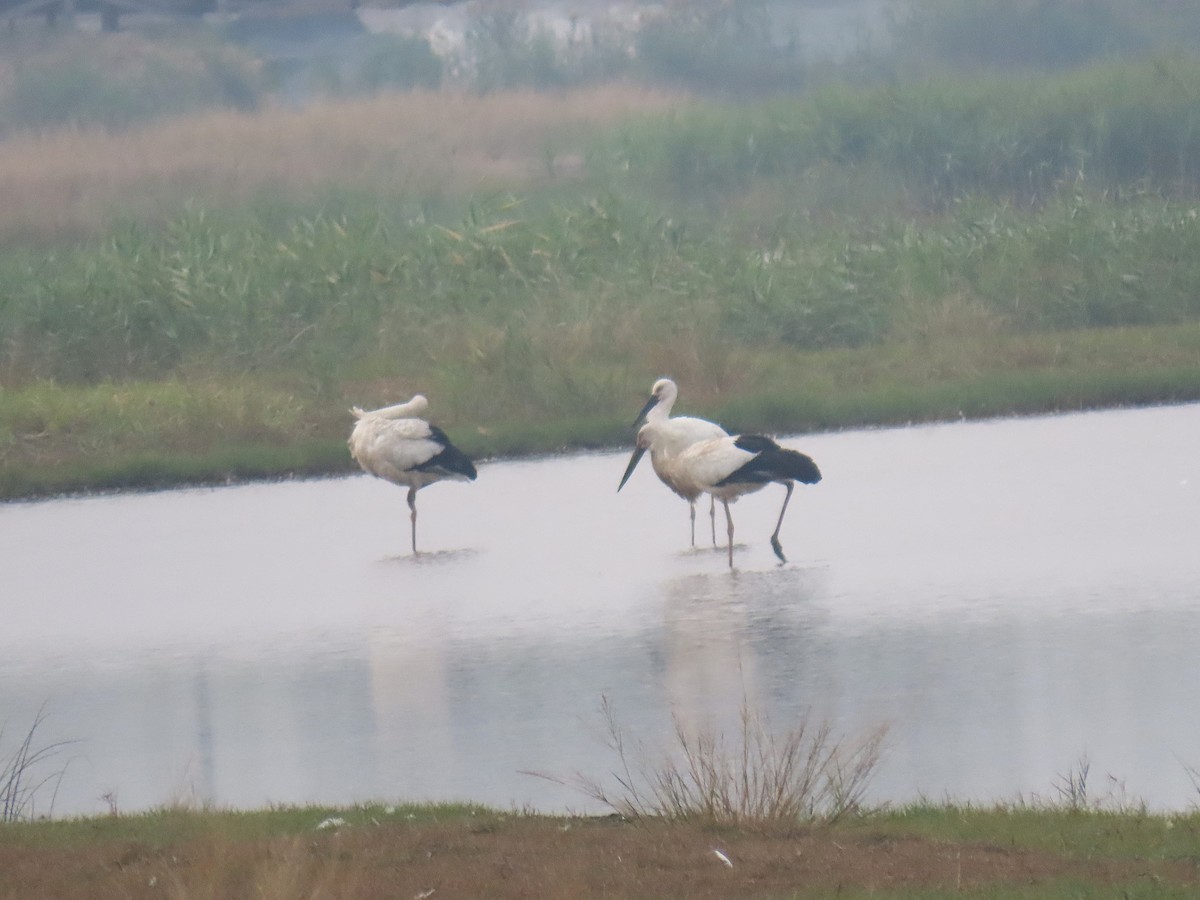 Oriental Stork - ML647821018