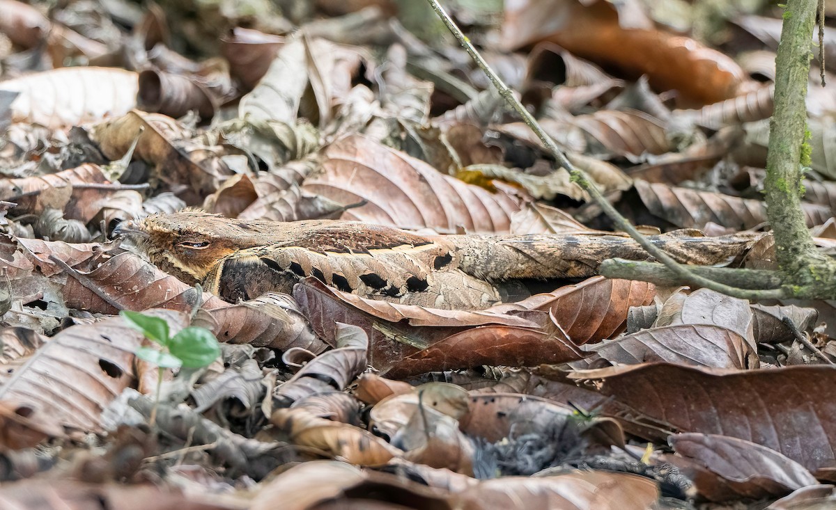 Common Pauraque - ML647821032