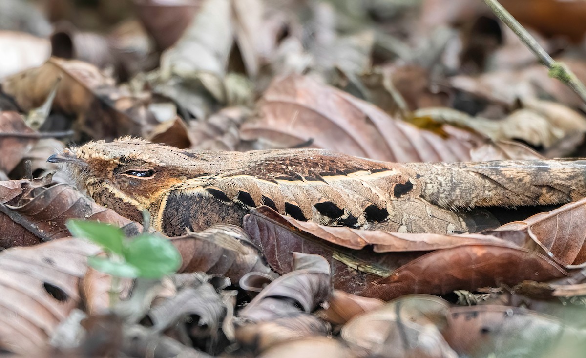 Common Pauraque - ML647821033