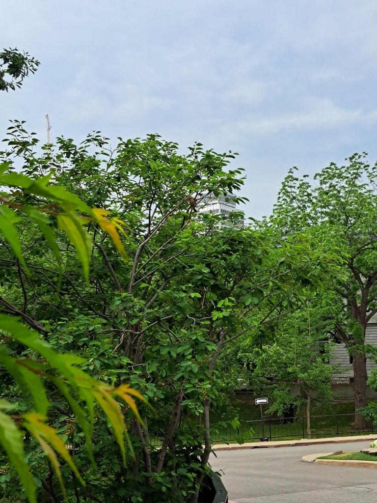 Чечевиця садова - ML647821034