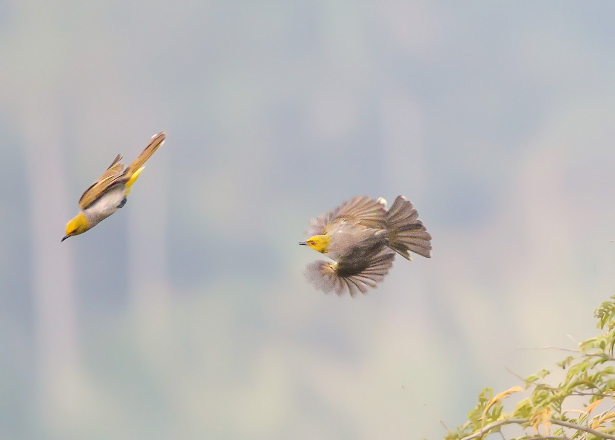 Yellow-throated Bulbul - ML647821041
