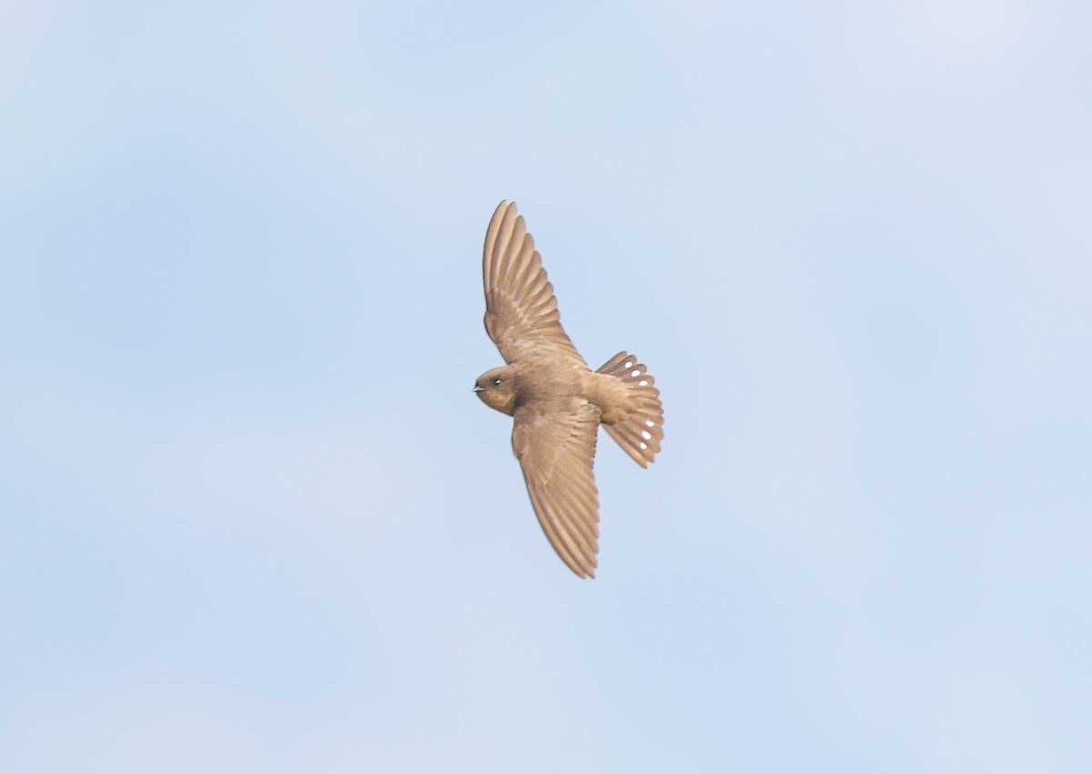 Dusky Crag-Martin - ML647821042