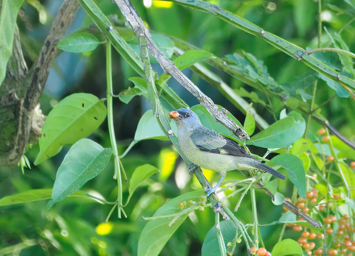 Yellow-winged Tanager - ML647821043