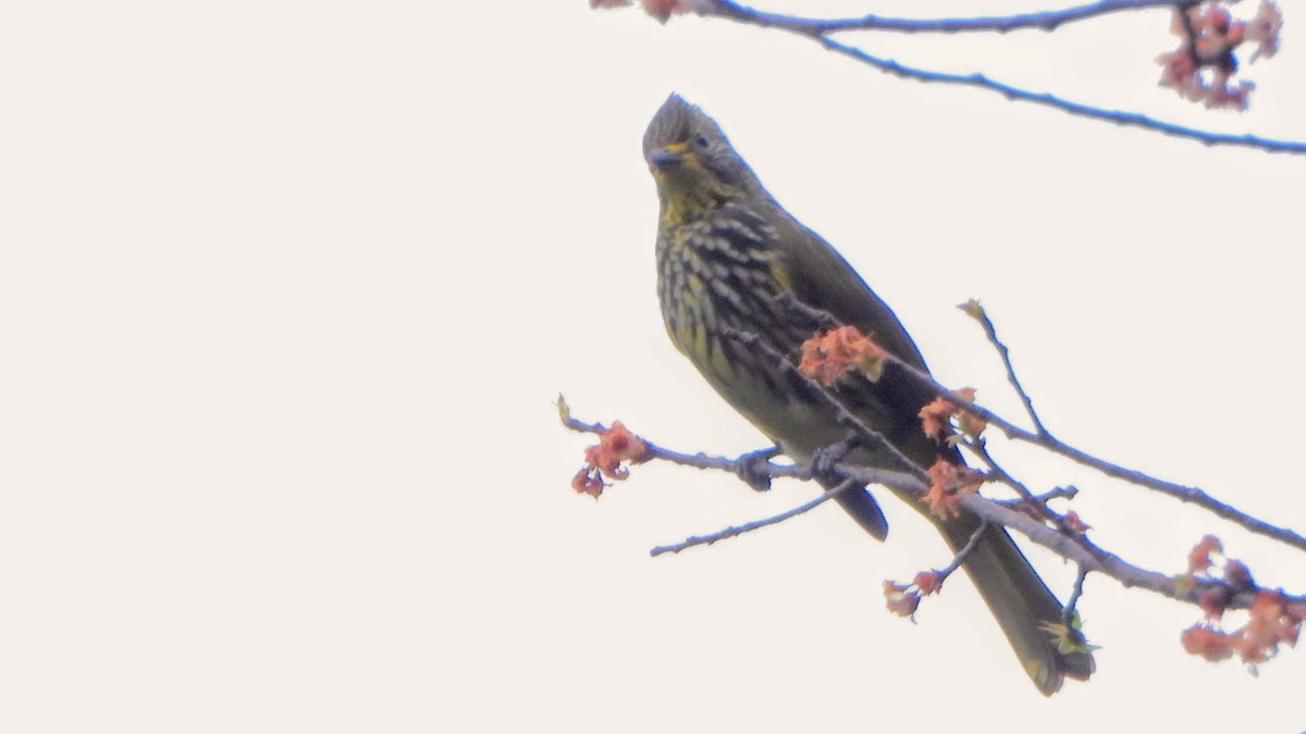 Striated Bulbul - ML647821044