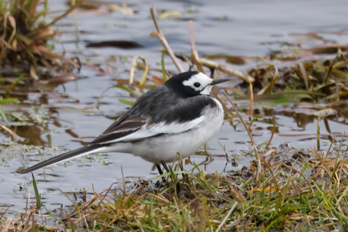 White Wagtail (Hodgson's) - ML647821049
