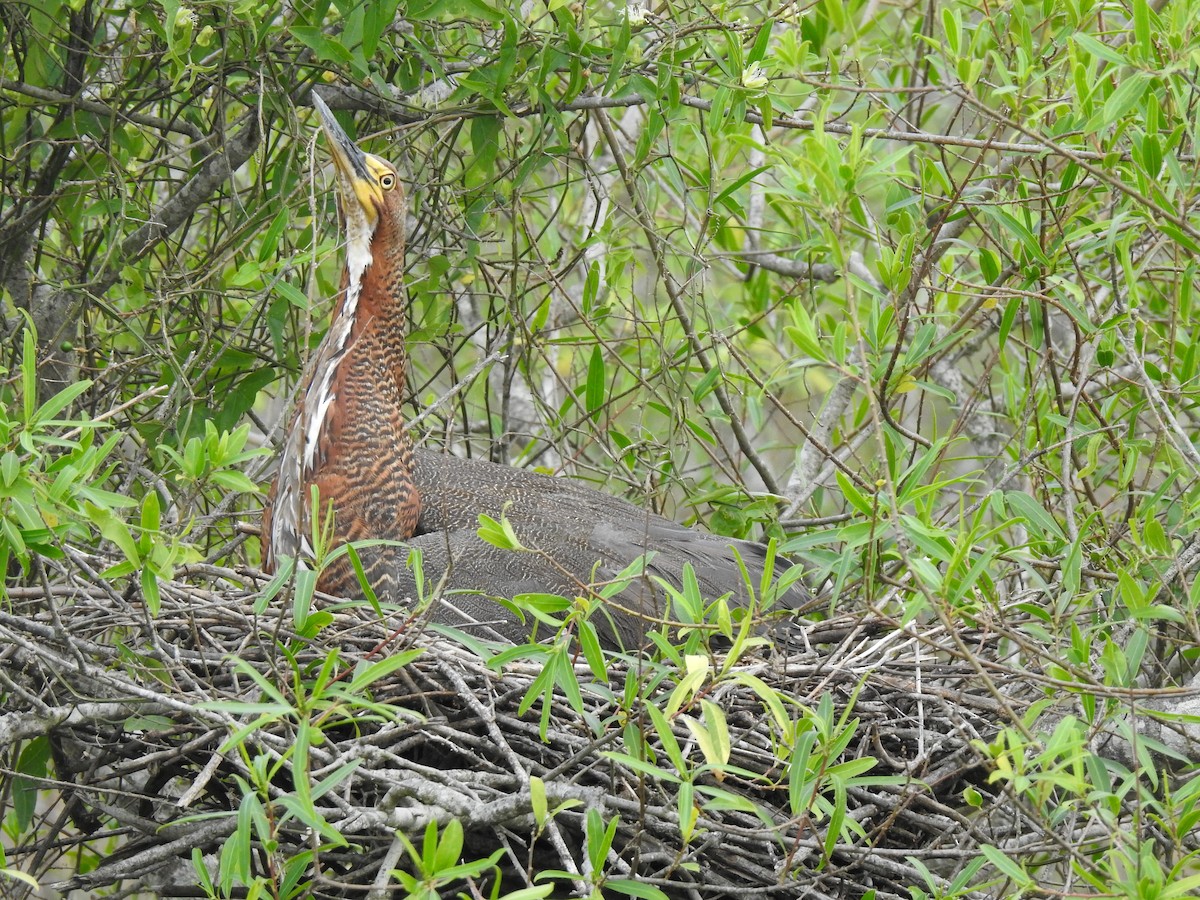Rufescent Tiger-Heron - ML647821051