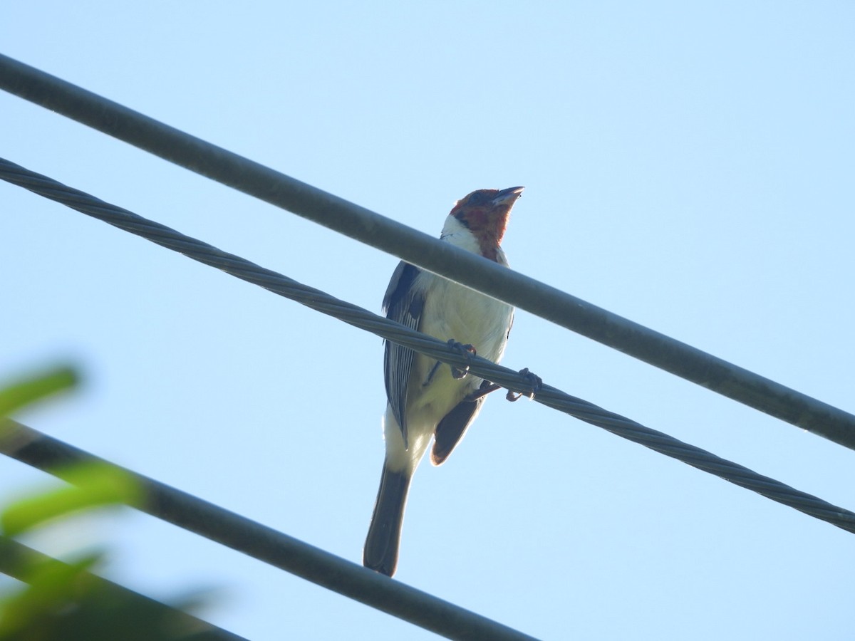 Red-cowled Cardinal - ML647821052
