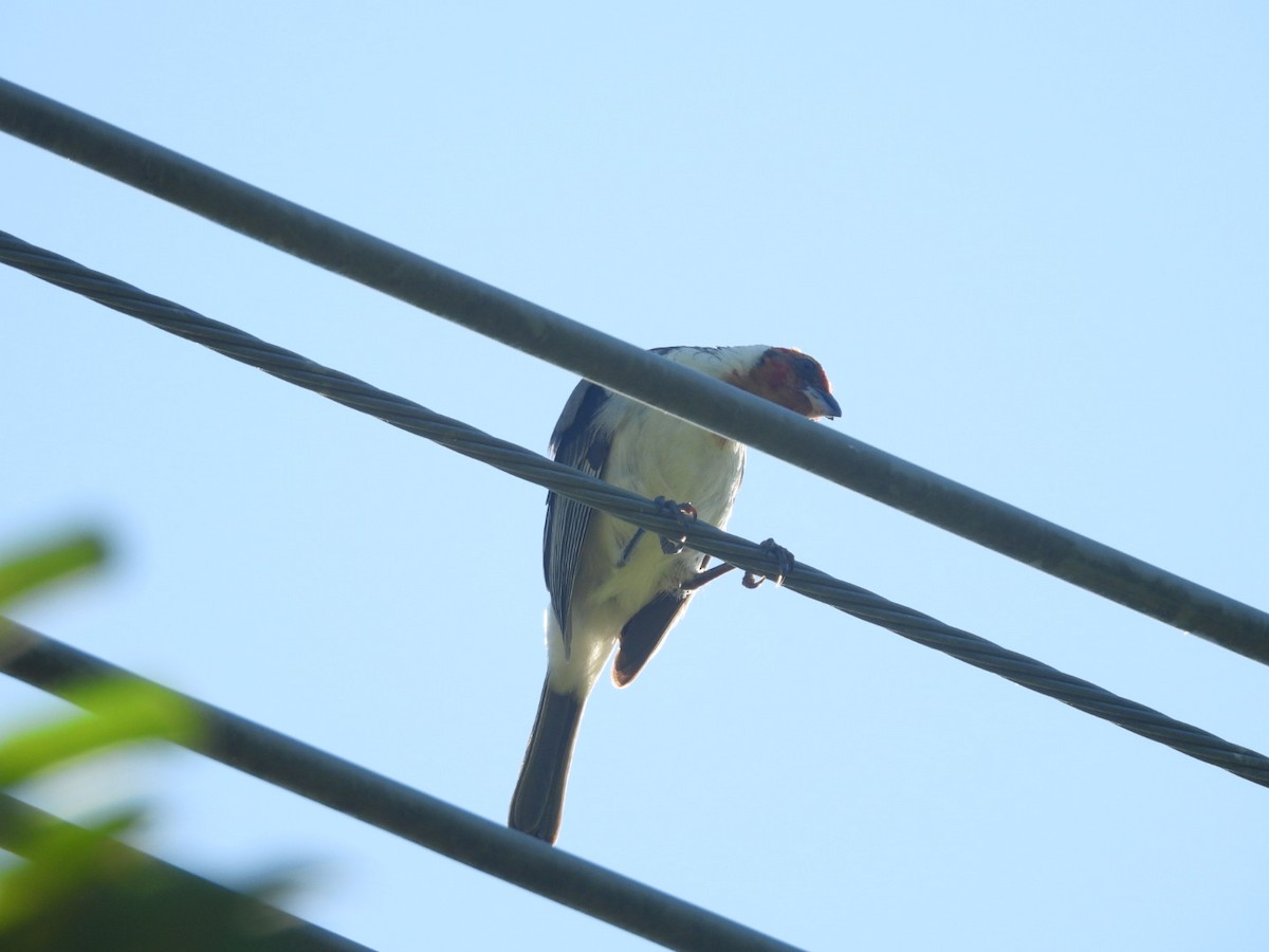 Red-cowled Cardinal - ML647821054