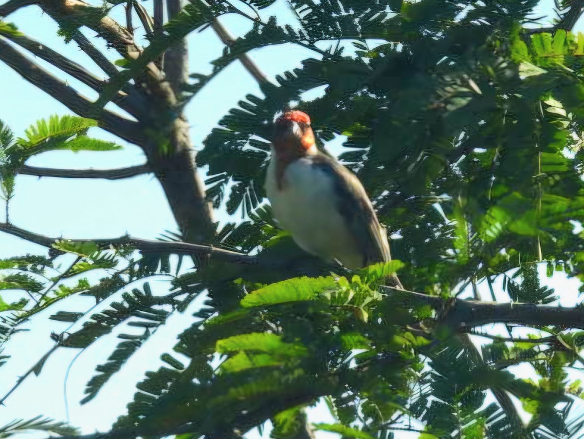 Red-cowled Cardinal - ML647821055