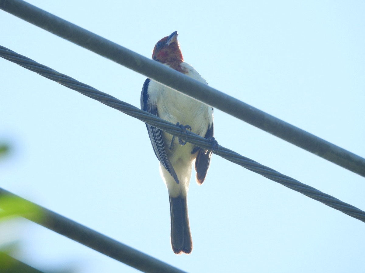 Red-cowled Cardinal - ML647821056