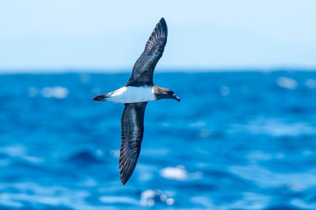 Tahiti Petrel - ML647821057