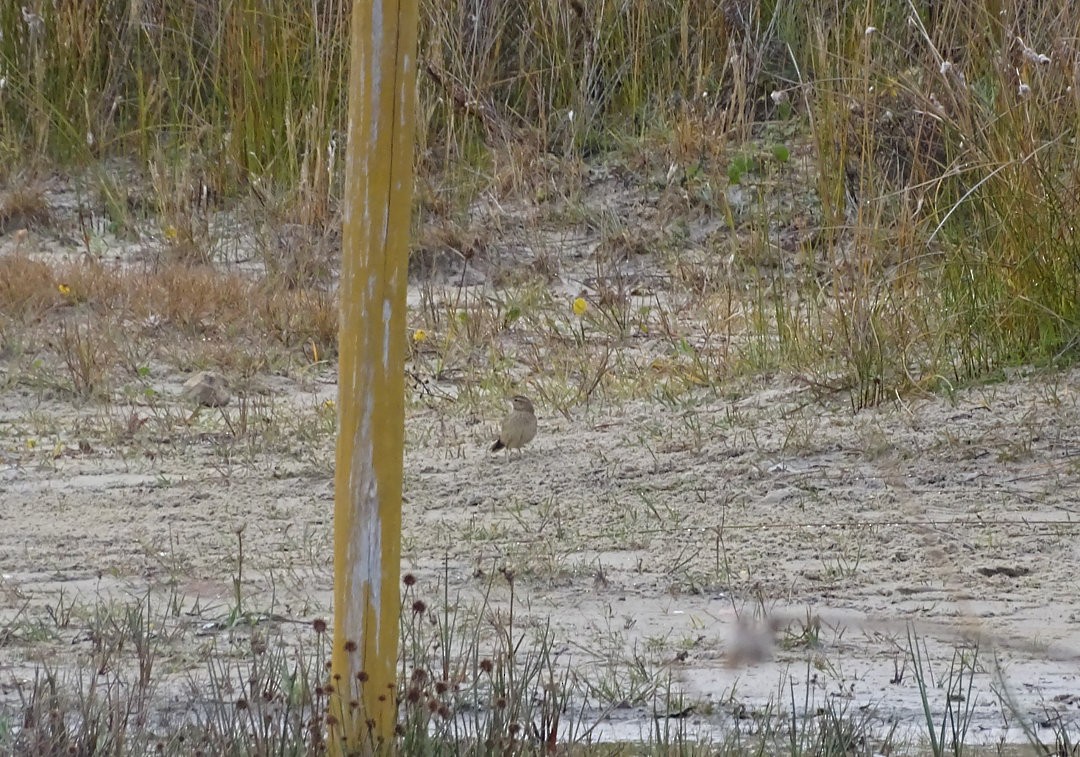 Firewood-gatherer - ML647821058