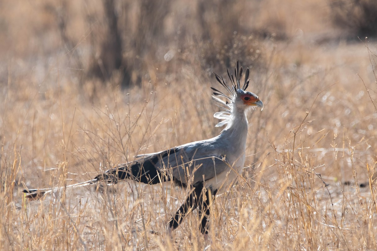 Secretarybird - ML647821059