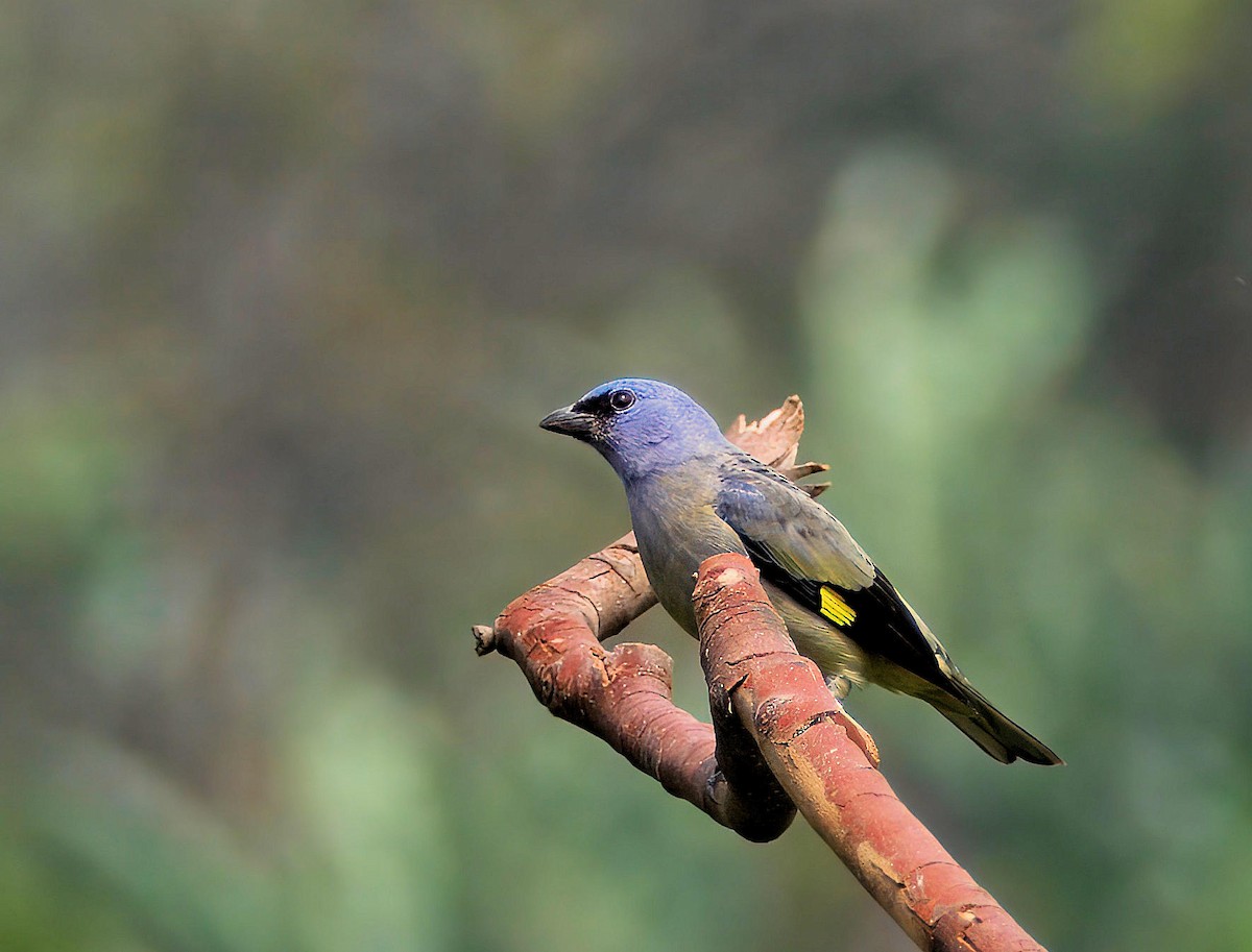 Yellow-winged Tanager - ML647821060