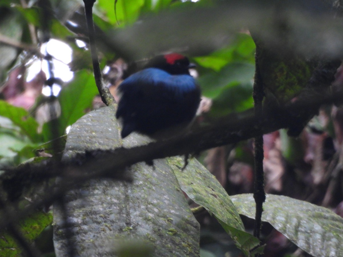 Blue-backed Manakin - ML647821062