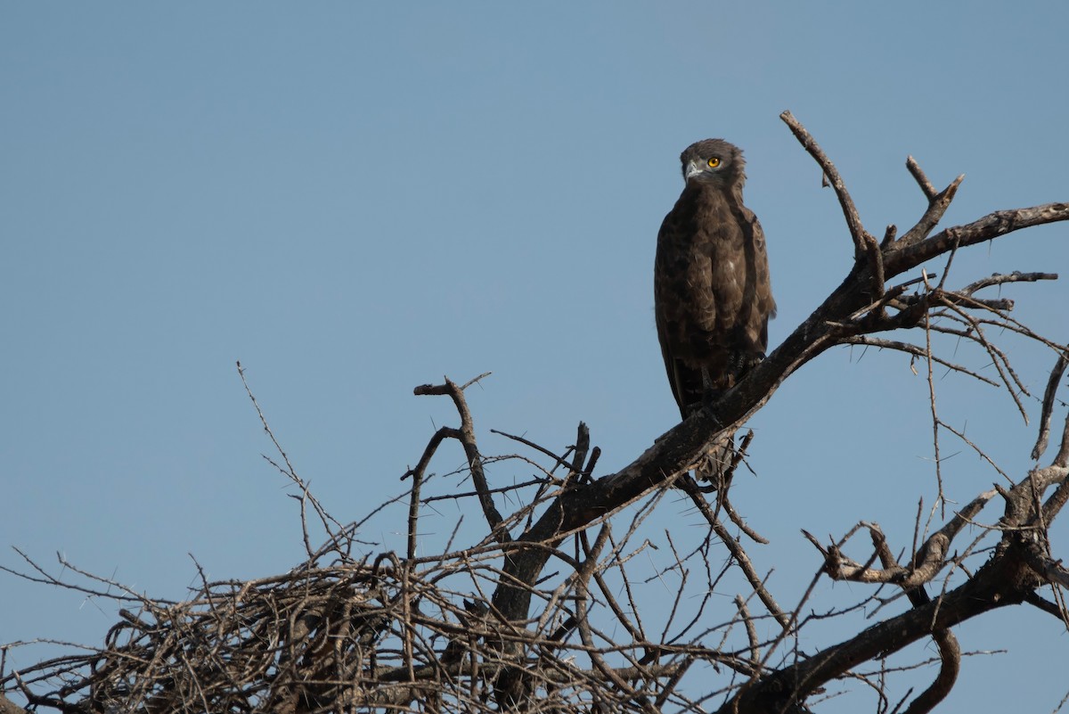 Brown Snake-Eagle - ML647821063