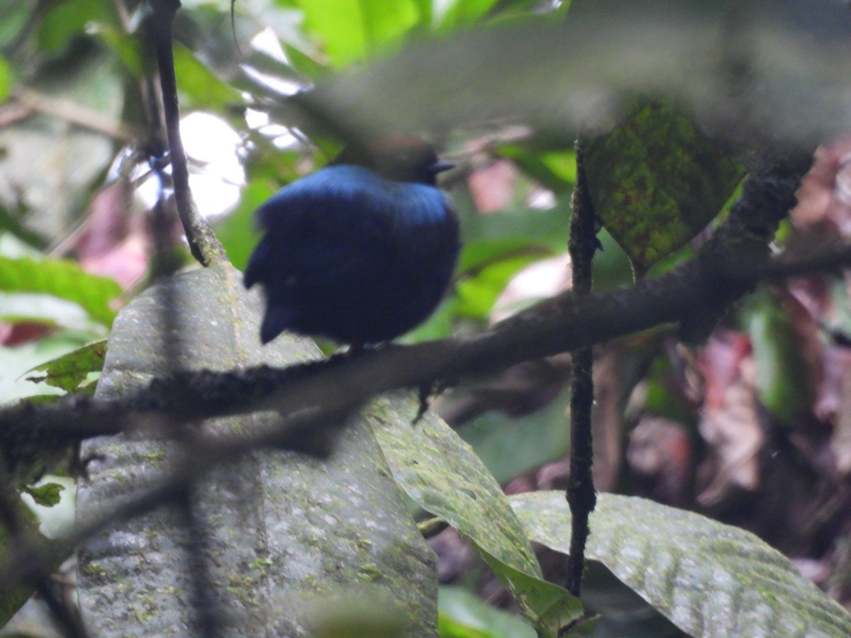 Blue-backed Manakin - ML647821064
