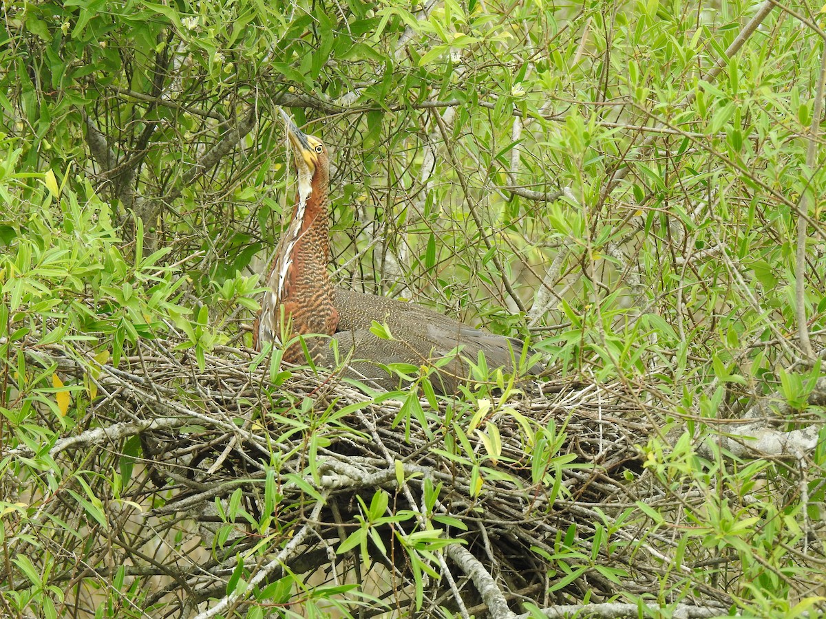 Rufescent Tiger-Heron - ML647821066