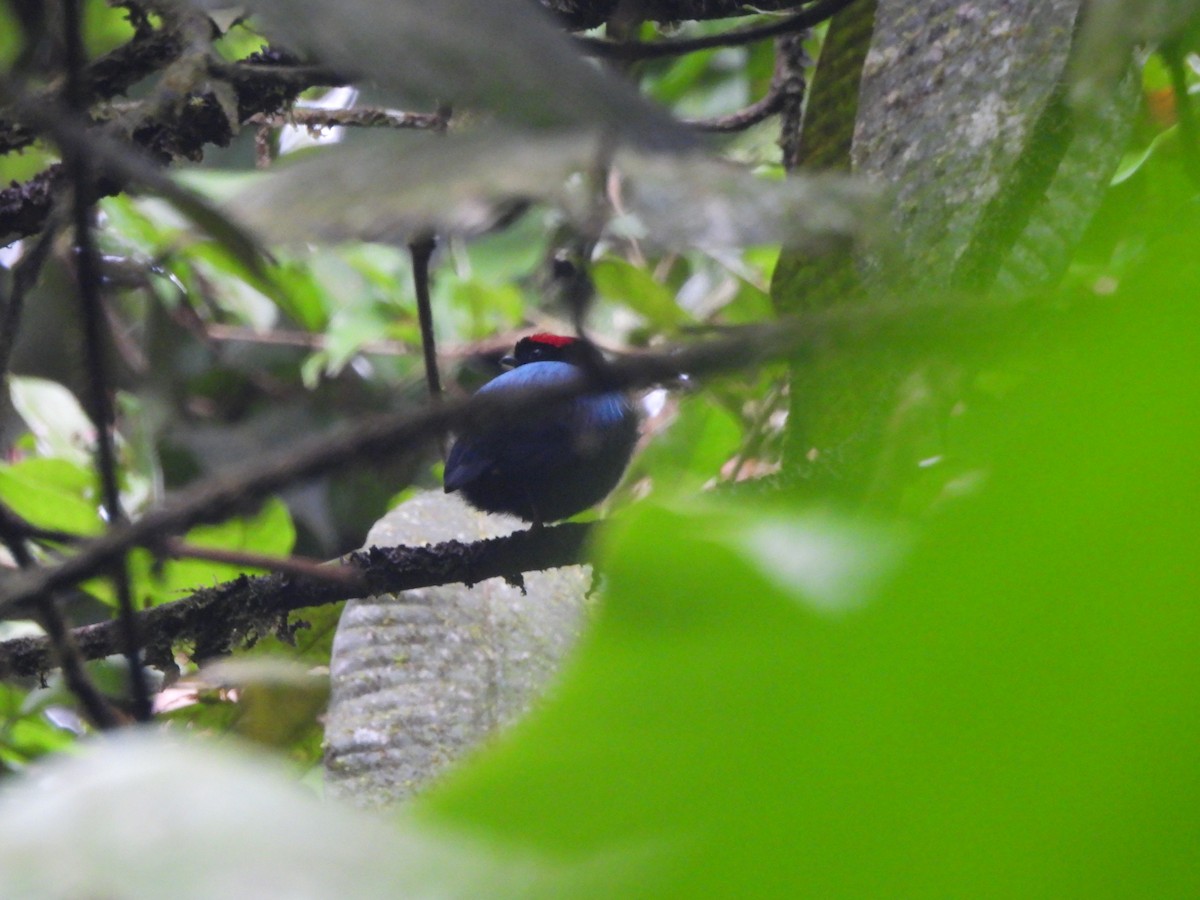 Blue-backed Manakin - ML647821068