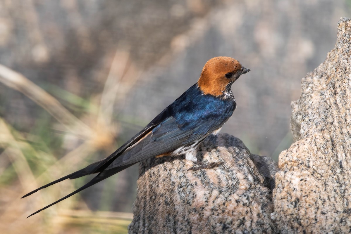 Lesser Striped Swallow - ML647821070