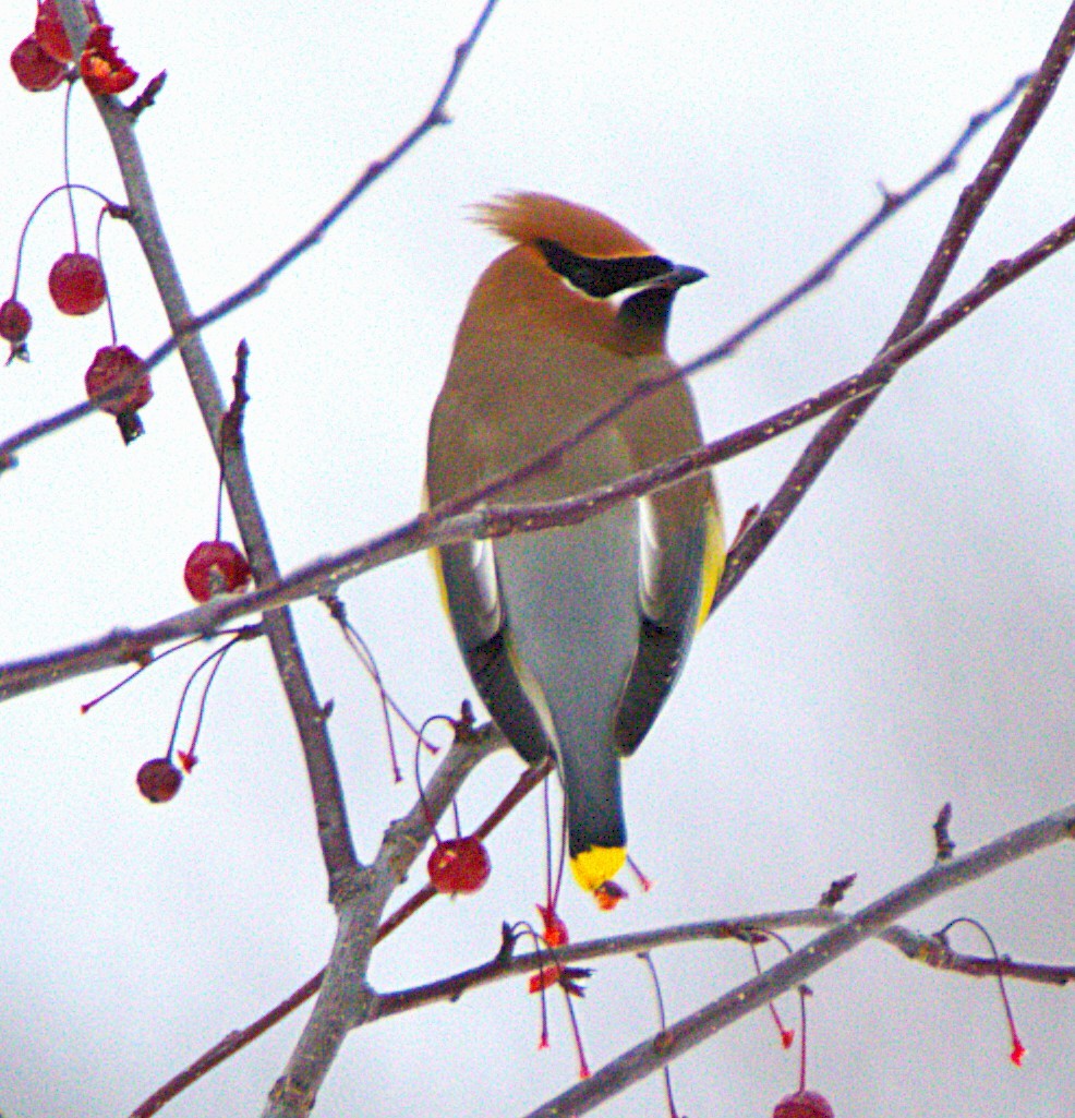 Cedar Waxwing - ML647821071